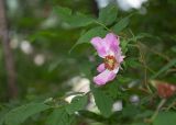 Rosa amblyotis. Верхушка побега с цветком. Камчатский край, г. Петропавловск-Камчатский, Никольская сопка, березняк. 07.08.2024.