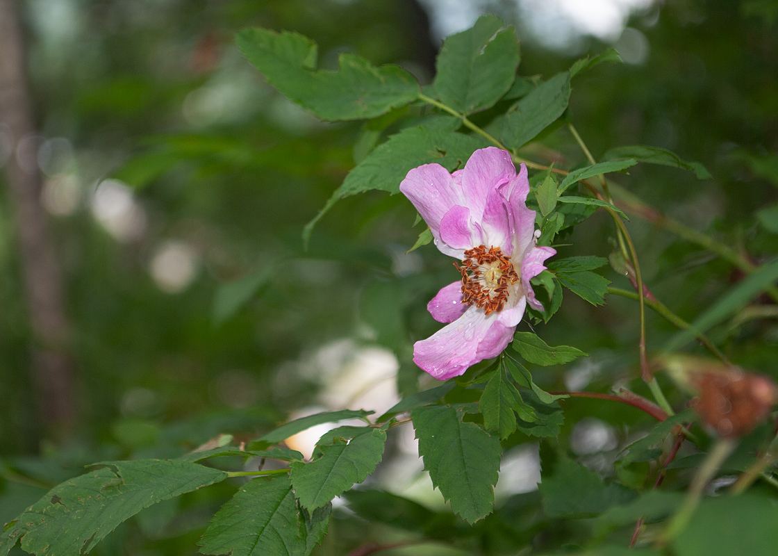 Image of Rosa amblyotis specimen.