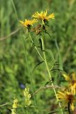 Inula salicina