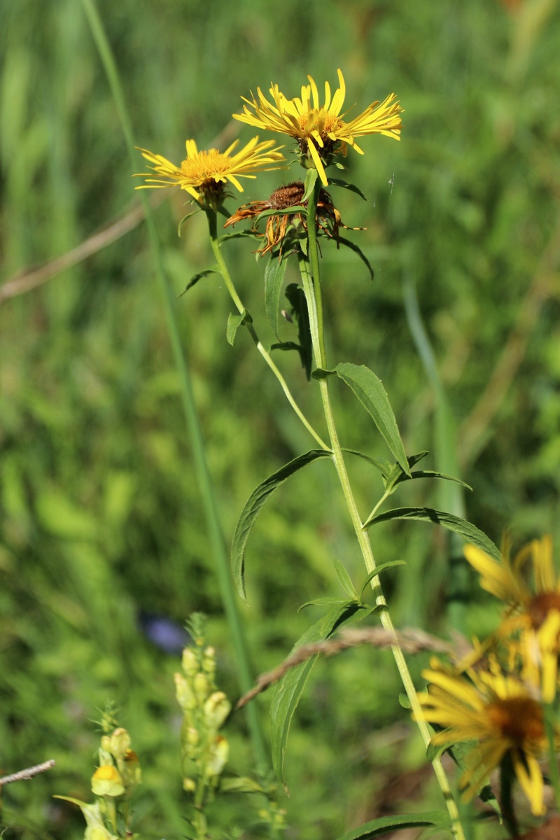Изображение особи Inula salicina.