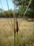 Смотреть изображение Chrysopogon gryllus