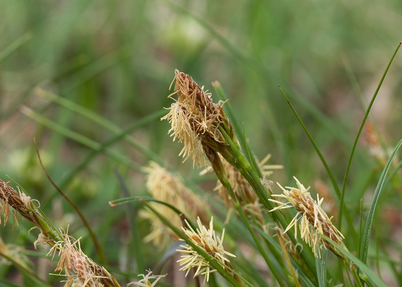 Image of Carex halleriana specimen.