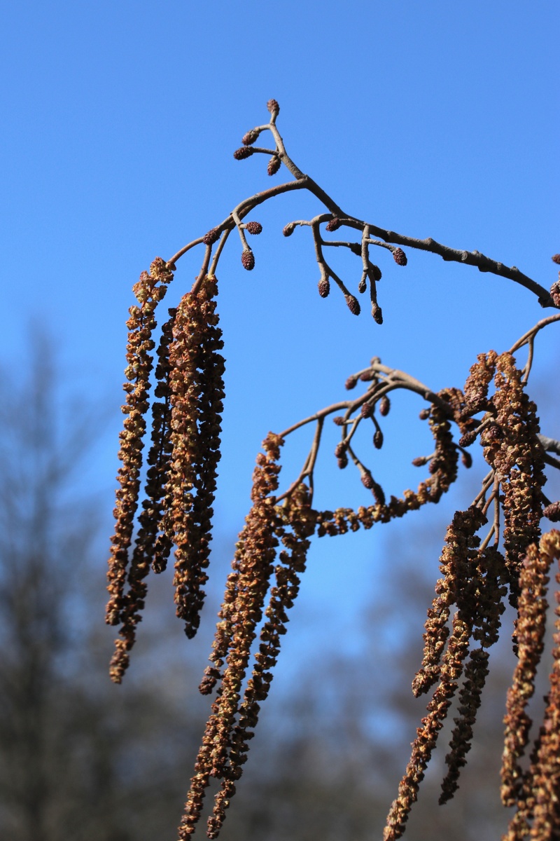 Изображение особи Alnus glutinosa.