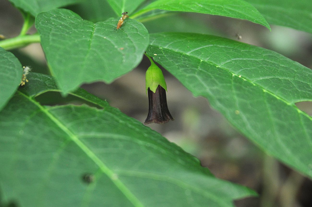 Image of Scopolia caucasica specimen.