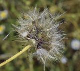 View full-size image Hypochaeris glabra