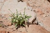 Смотреть изображение Tetracmidion glochidiatum