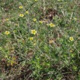 Смотреть изображение род Potentilla