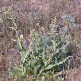 View full-size image Silene viscosa