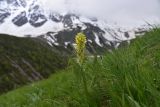 View full-size image Pedicularis condensata