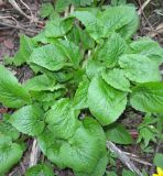 Campanula latifolia. Прикорневые листья. Костромская обл, окр. Кологрива, пойма притока р. Унжи. 10 мая 2010 г.