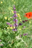 View full-size image Salvia verticillata