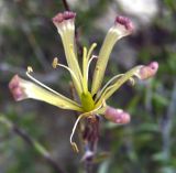 Silene cretacea