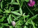 View full-size image Trifolium alpestre