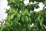 View full-size image Cerasus avium