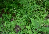 View full-size image Pteridium aquilinum