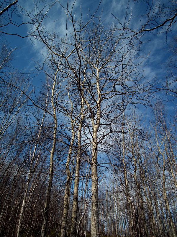 Image of Populus tremula specimen.