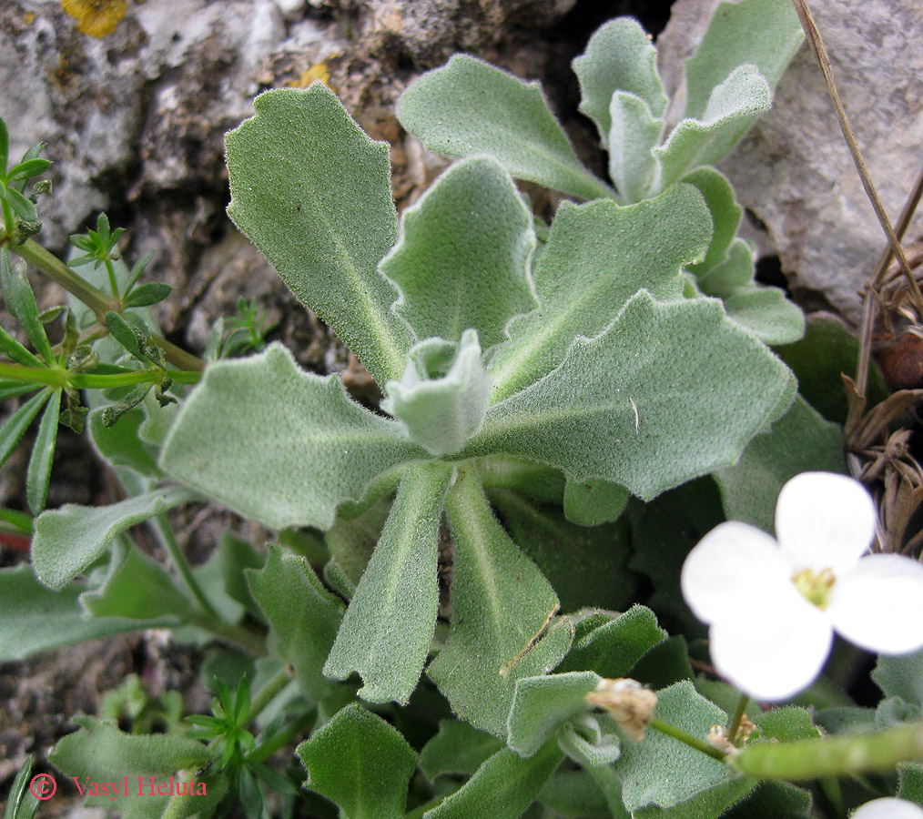 Image of Arabis caucasica specimen.