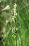 Carex canescens