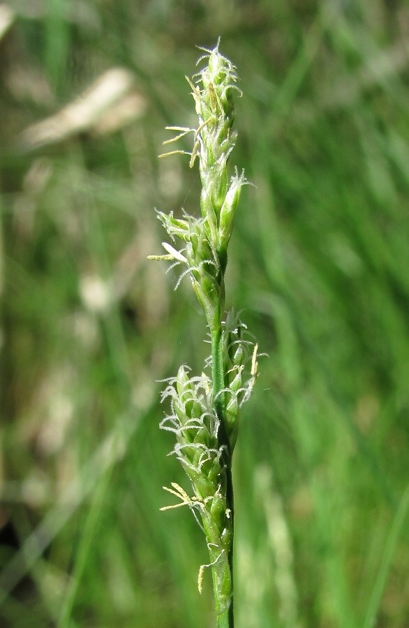 Image of Carex canescens specimen.