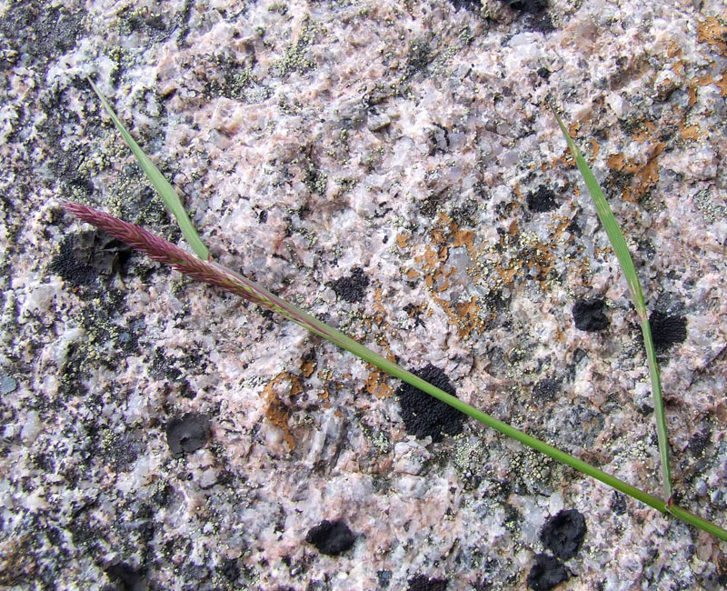 Image of genus Calamagrostis specimen.