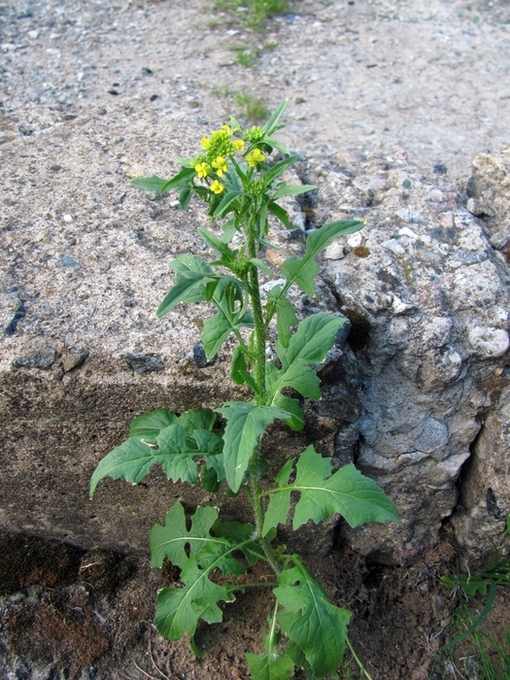 Image of Sisymbrium loeselii specimen.