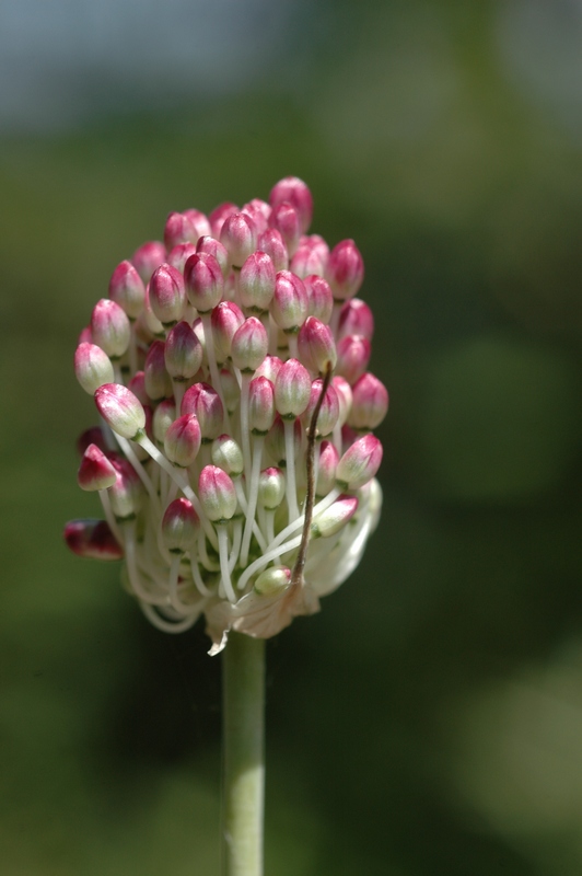 Image of Allium turkestanicum specimen.