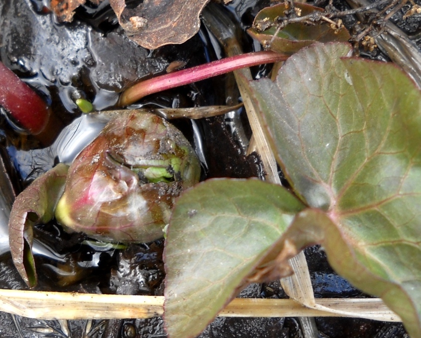 Image of Caltha palustris specimen.