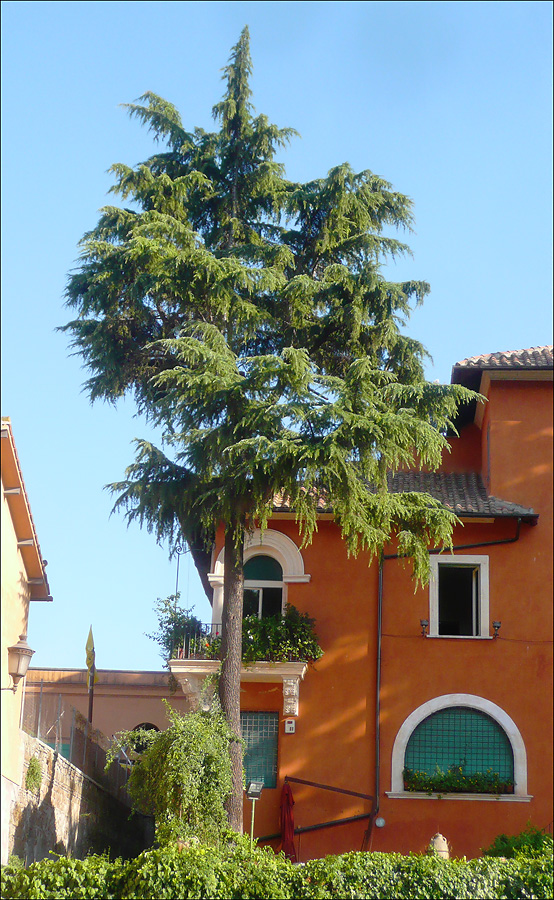 Image of Cedrus deodara specimen.