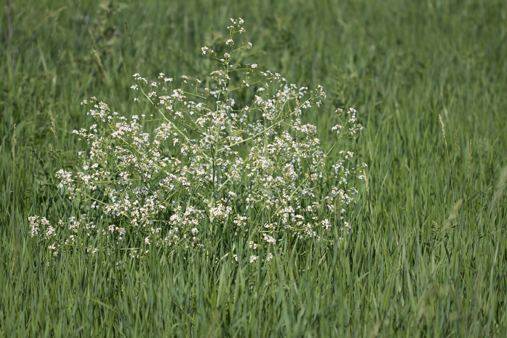 Изображение особи Crambe aspera.