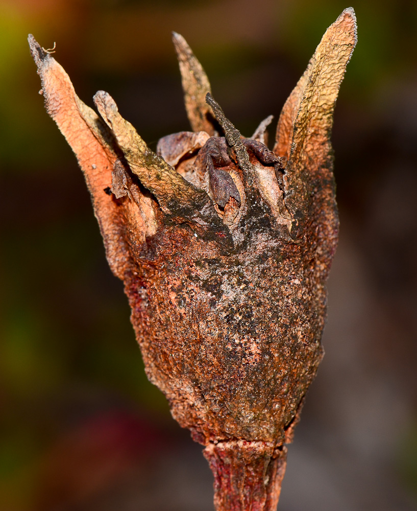 Image of genus Carpobrotus specimen.