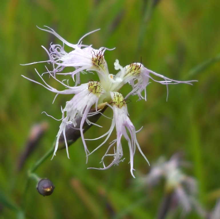 Изображение особи Dianthus superbus.