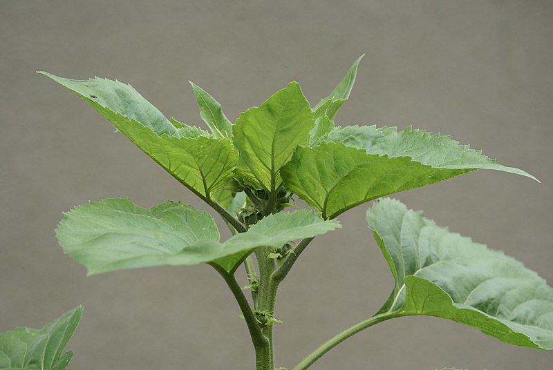 Image of Helianthus annuus specimen.