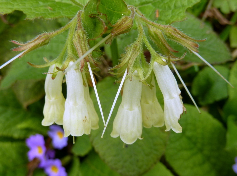 Изображение особи Symphytum grandiflorum.