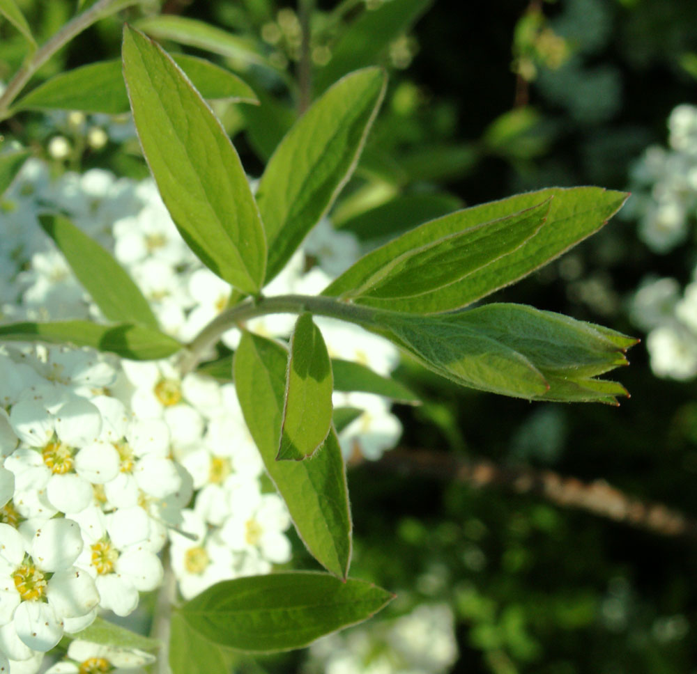 Image of Spiraea &times; cinerea specimen.