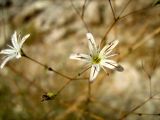 Gypsophila capillaris. Цветок. Израиль, впадина Мёртвого моря, Эйн Бокек, вади нахаль Бокек в нижнем течении. 29.04.2008.