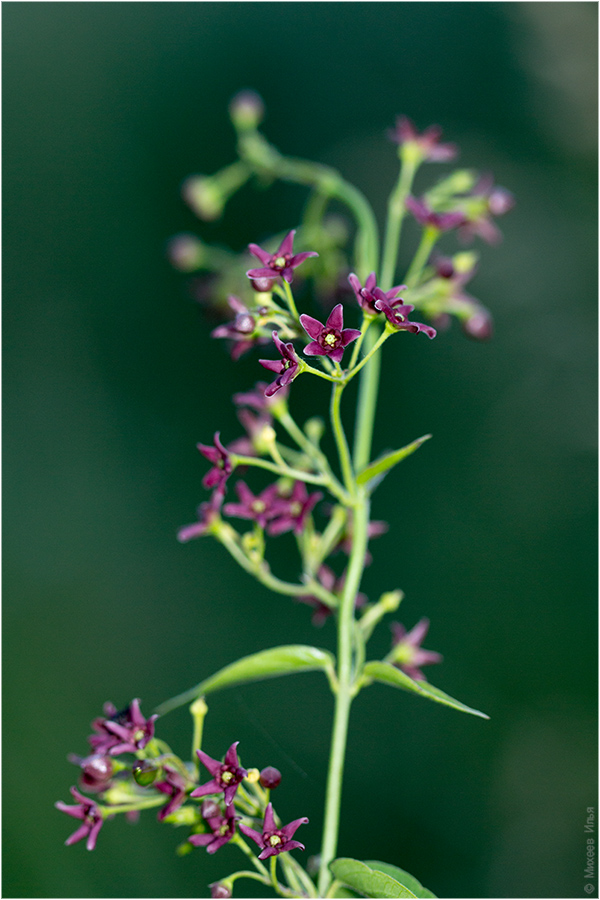 Image of genus Vincetoxicum specimen.