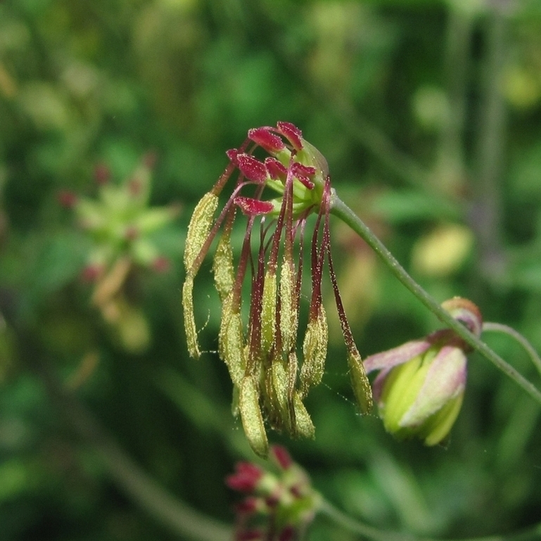 Изображение особи Thalictrum simplex.