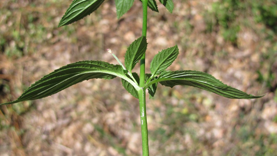 Image of Epilobium roseum specimen.