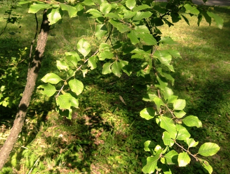 Изображение особи Betula pumila.