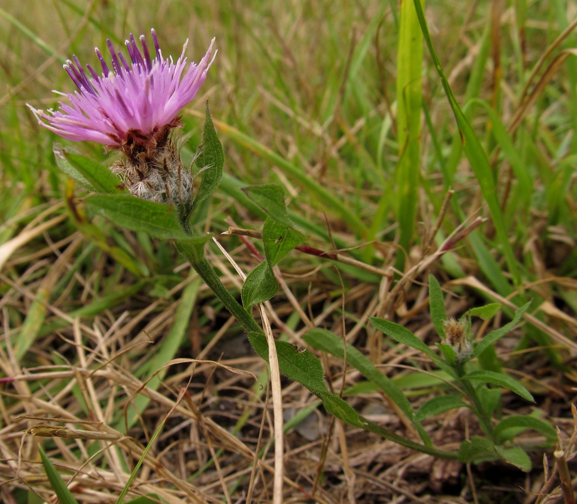 Image of genus Centaurea specimen.