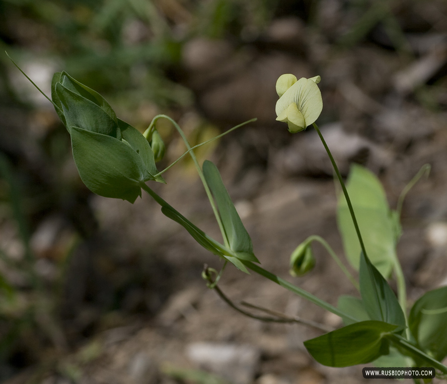 Изображение особи Lathyrus aphaca.