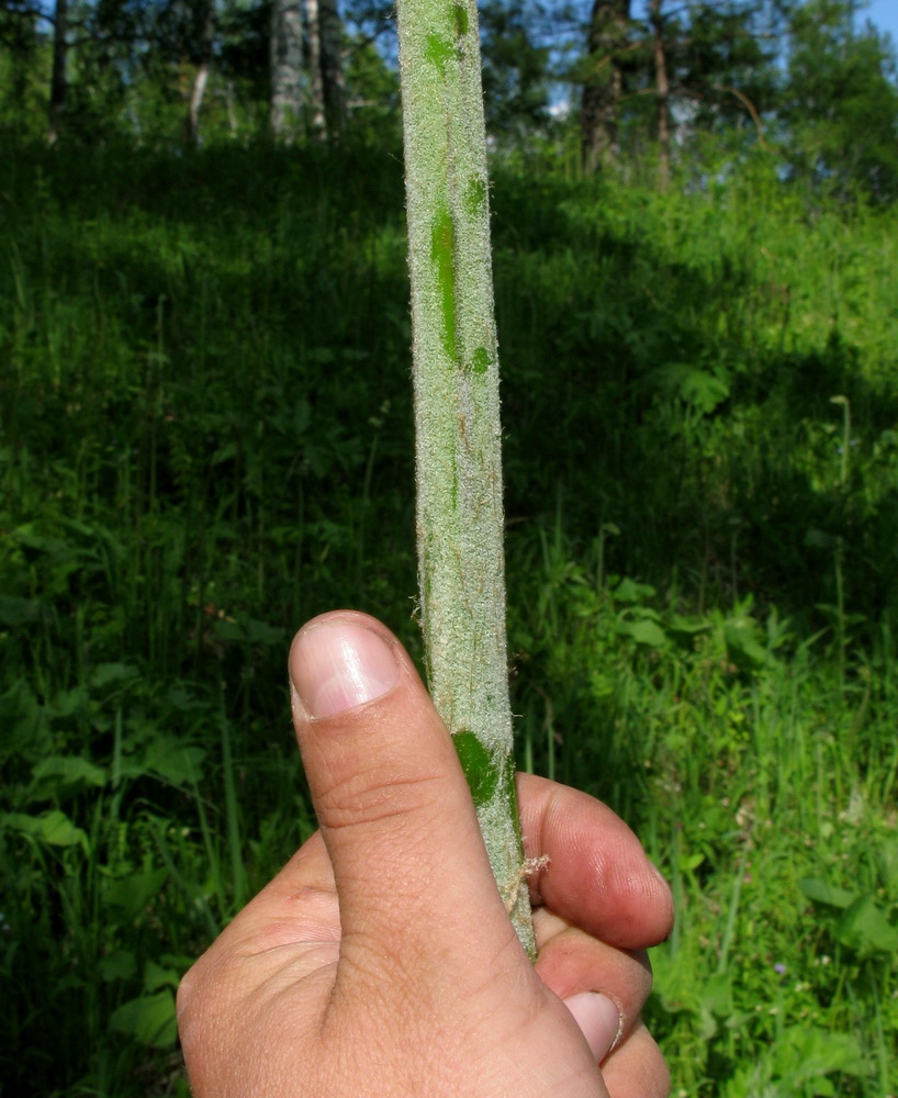 Изображение особи Pteridium pinetorum ssp. sajanense.