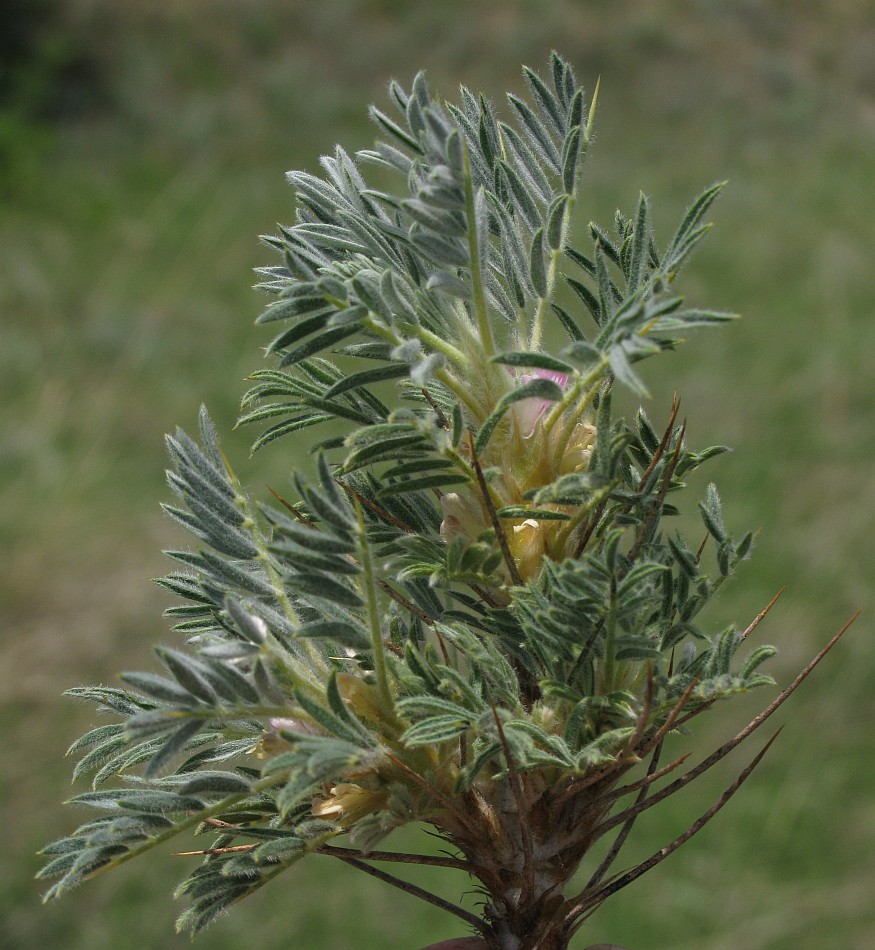 Изображение особи Astragalus arnacantha.