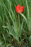Tulipa carinata. Цветущее растение. Узбекистан, г. Ташкент, Ботанический сад им. Ф.Н. Русанова, 12.04.2009.