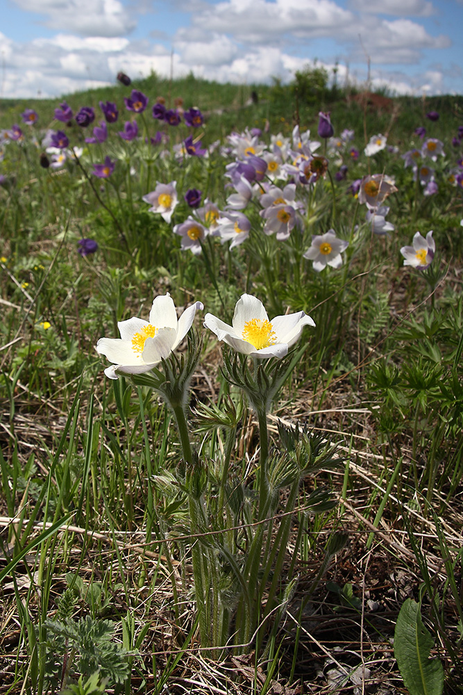 Image of Pulsatilla multifida specimen.