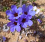 Смотреть изображение Alkanna tinctoria