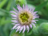 Erigeron podolicus. Соцветие. Украина, г. Запорожье, балка между Космическим мкрн. и Опытной станцией. 06.07.2010.