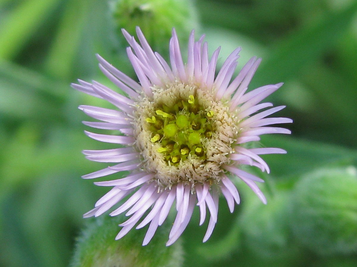 Изображение особи Erigeron podolicus.