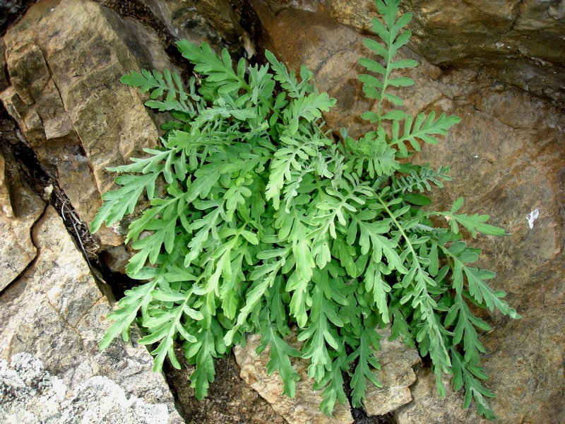 Image of Smelowskia alba specimen.