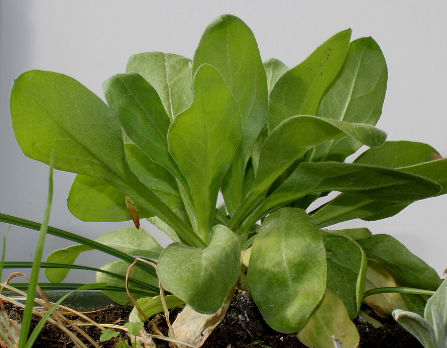 Image of Calendula officinalis specimen.